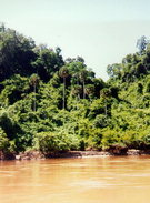 Palms and Mekong